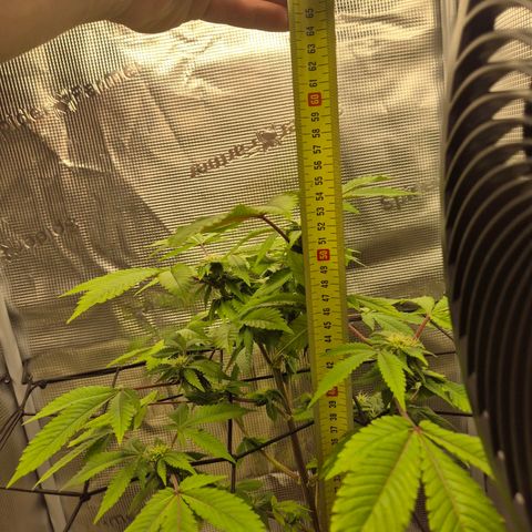 Auto Anubis growlog timeline photo