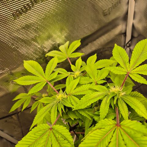Auto Anubis growlog timeline photo