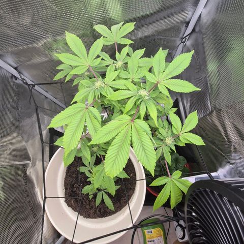 Auto Anubis growlog timeline photo