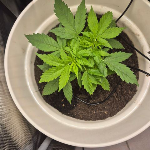 Auto Blue Pyramid growlog timeline photo