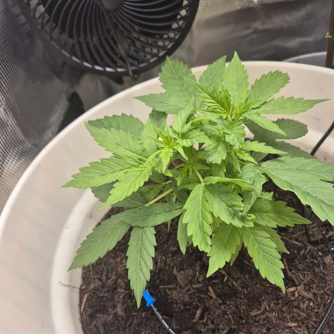 Auto Blue Pyramid growlog timeline photo