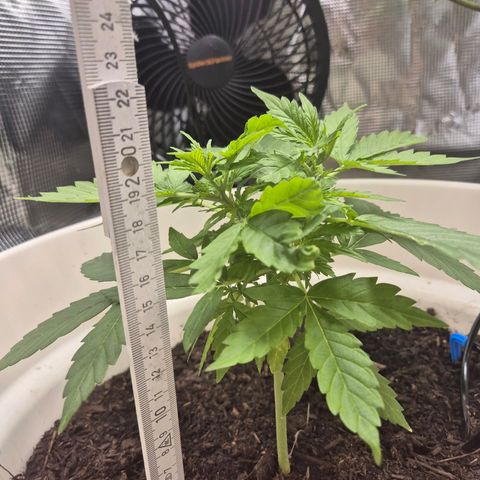 Auto Blue Pyramid growlog timeline photo