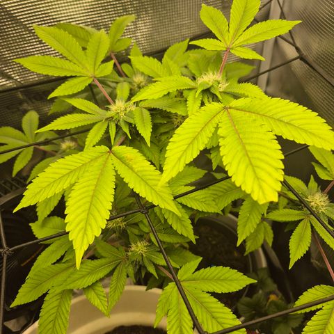 Auto Anubis growlog timeline photo