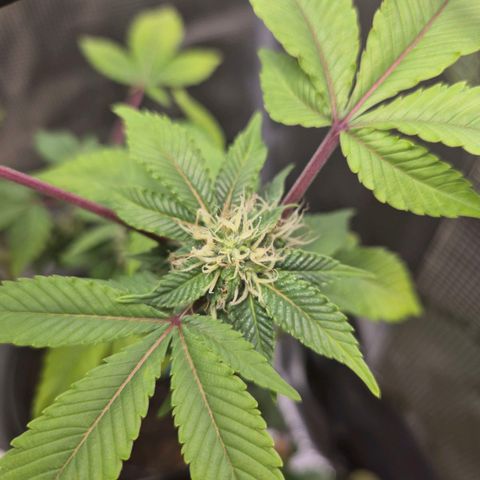 Auto Anubis growlog timeline photo