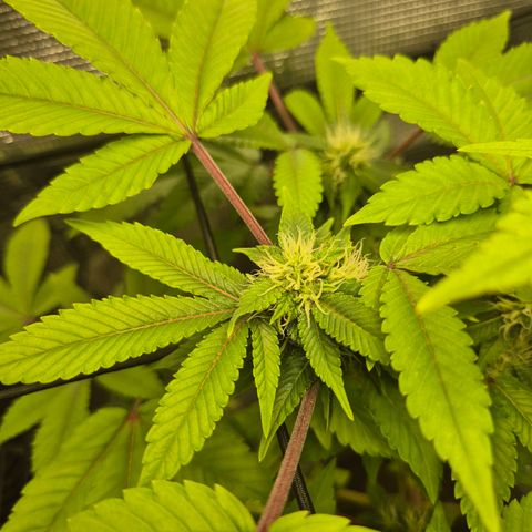 Auto Anubis growlog timeline photo