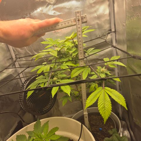 Auto Anubis growlog timeline photo