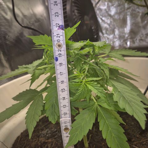 Auto Blue Pyramid growlog timeline photo