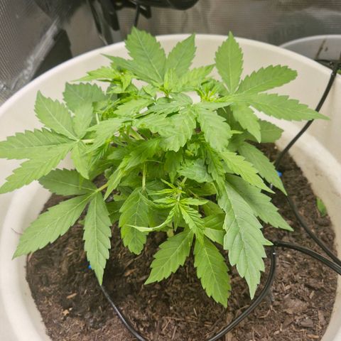 Auto Blue Pyramid growlog timeline photo