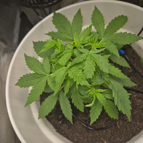 Auto Blue Pyramid growlog timeline photo