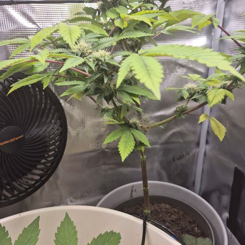 Auto Anubis growlog timeline photo