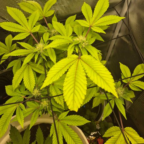 Auto Anubis growlog timeline photo