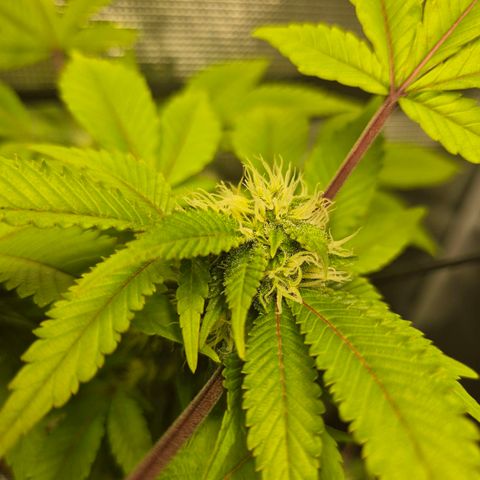 Auto Anubis growlog timeline photo