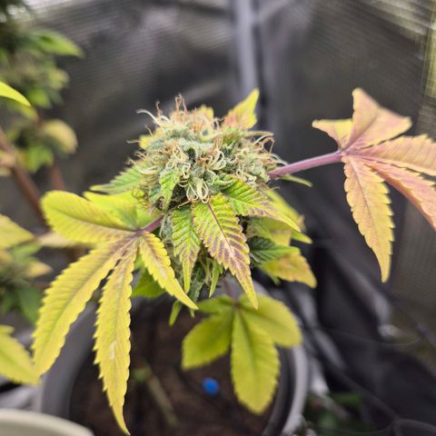 Auto Anubis growlog timeline photo