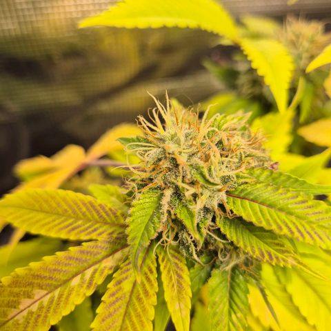 Auto Anubis growlog timeline photo