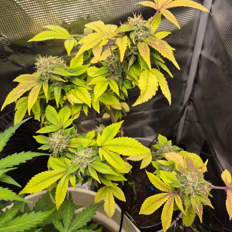 Auto Anubis growlog timeline photo
