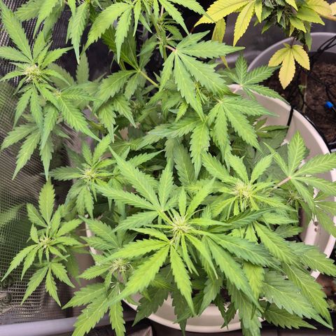 Auto Blue Pyramid growlog timeline photo