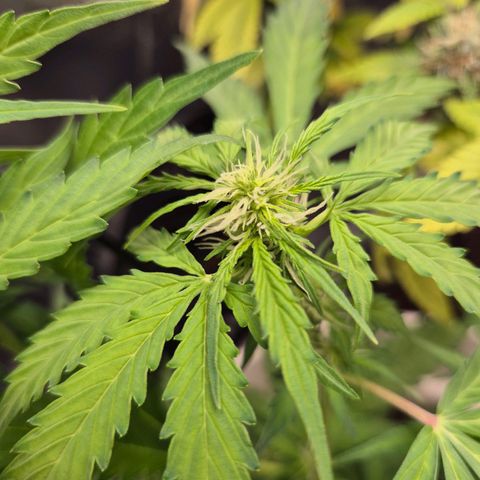 Auto Blue Pyramid growlog timeline photo