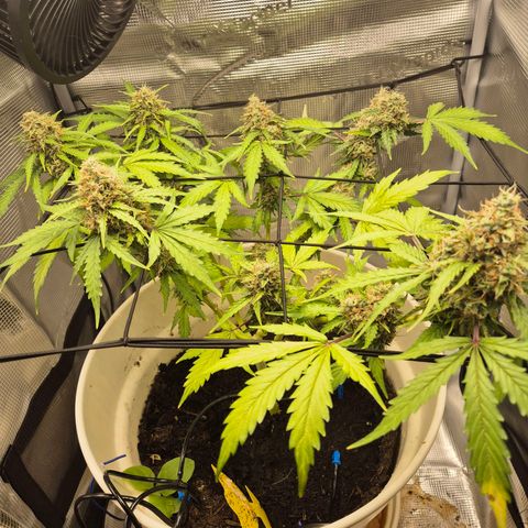 Auto Blue Pyramid growlog timeline photo