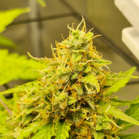 Auto Blue Pyramid growlog timeline photo