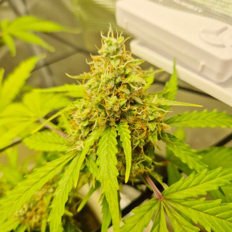 Auto Blue Pyramid growlog timeline photo
