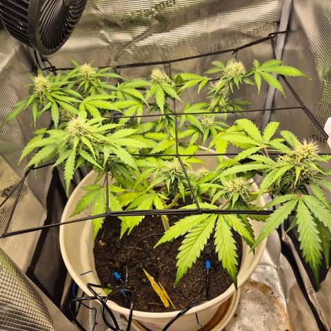 Auto Blue Pyramid growlog timeline photo