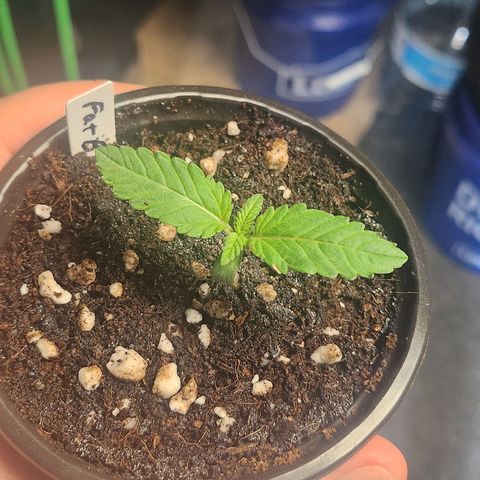 Donkey Kong growlog timeline photo