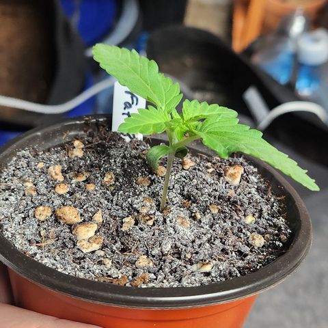 Donkey Kong growlog timeline photo
