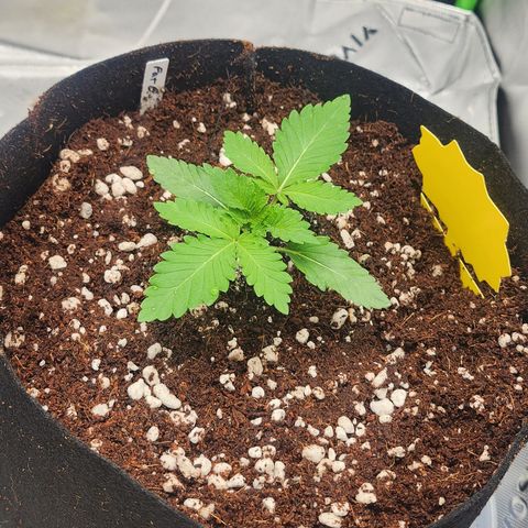 Donkey Kong growlog timeline photo