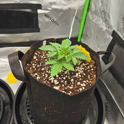 Donkey Kong growlog timeline photo