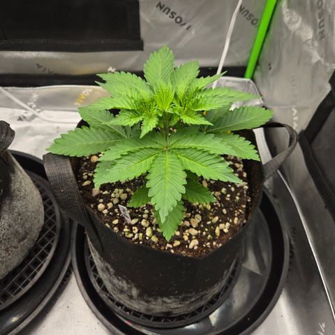 Donkey Kong growlog timeline photo