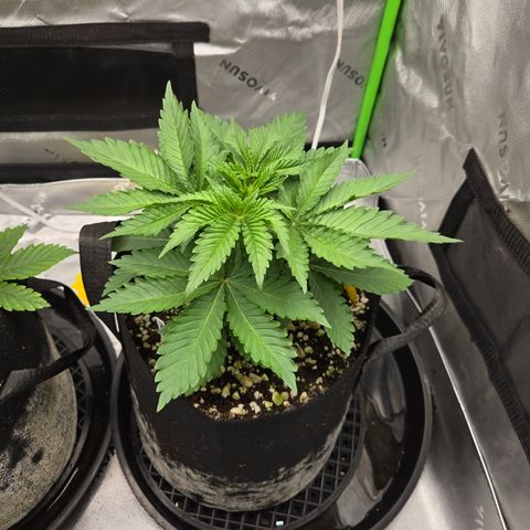 Donkey Kong growlog timeline photo