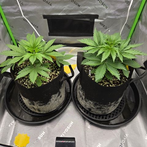 Donkey Kong growlog photo: OG on left, Fat B. on the right 
