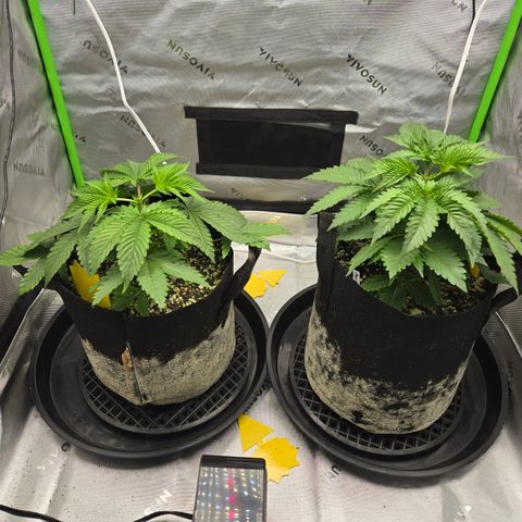 Donkey Kong growlog timeline photo