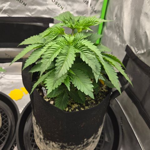 Donkey Kong growlog timeline photo
