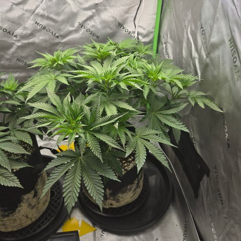 Donkey Kong growlog timeline photo