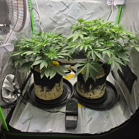 Donkey Kong growlog timeline photo