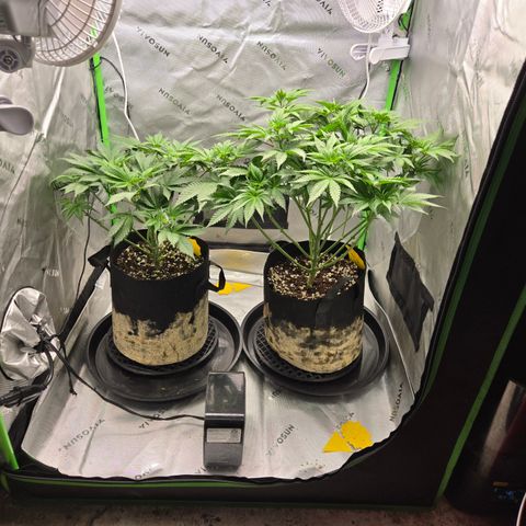 Donkey Kong growlog timeline photo