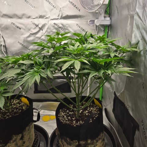Donkey Kong growlog timeline photo