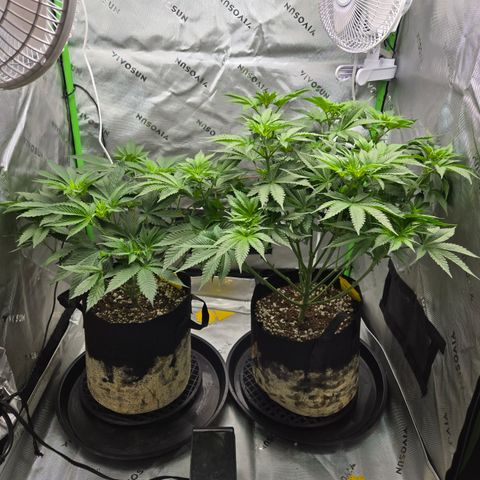 Donkey Kong growlog timeline photo