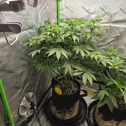 Donkey Kong growlog timeline photo