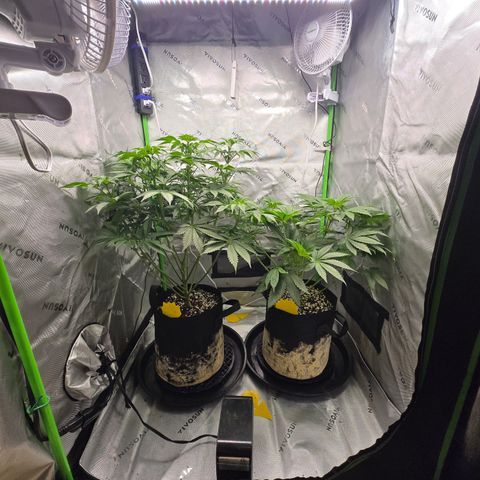 Donkey Kong growlog timeline photo