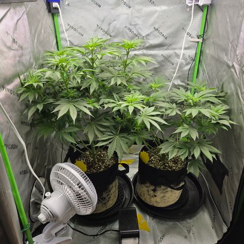 Donkey Kong growlog timeline photo