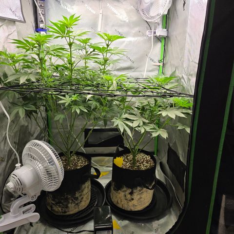 Donkey Kong growlog timeline photo