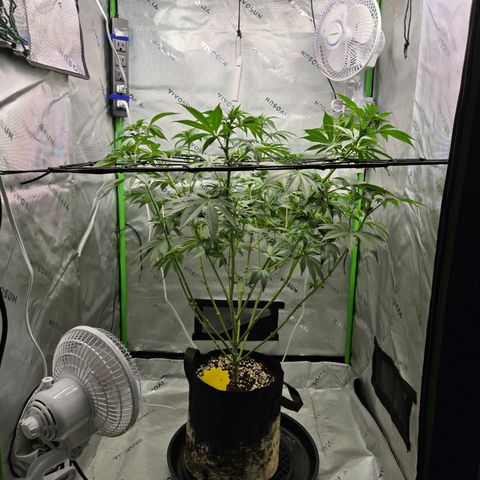 Donkey Kong growlog timeline photo