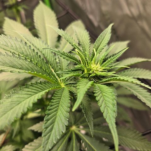 Donkey Kong growlog timeline photo