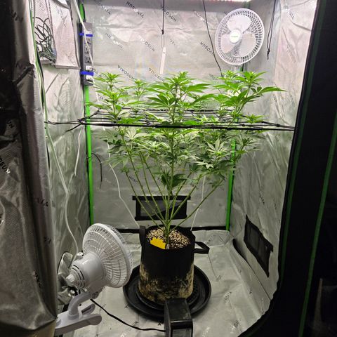 Donkey Kong growlog timeline photo