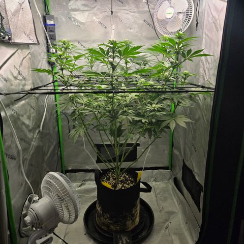 Donkey Kong growlog timeline photo