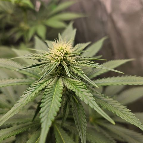 Donkey Kong growlog timeline photo