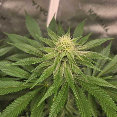 Donkey Kong growlog timeline photo