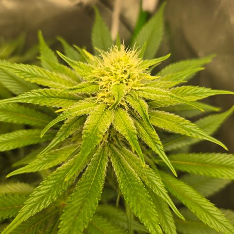 Donkey Kong growlog timeline photo